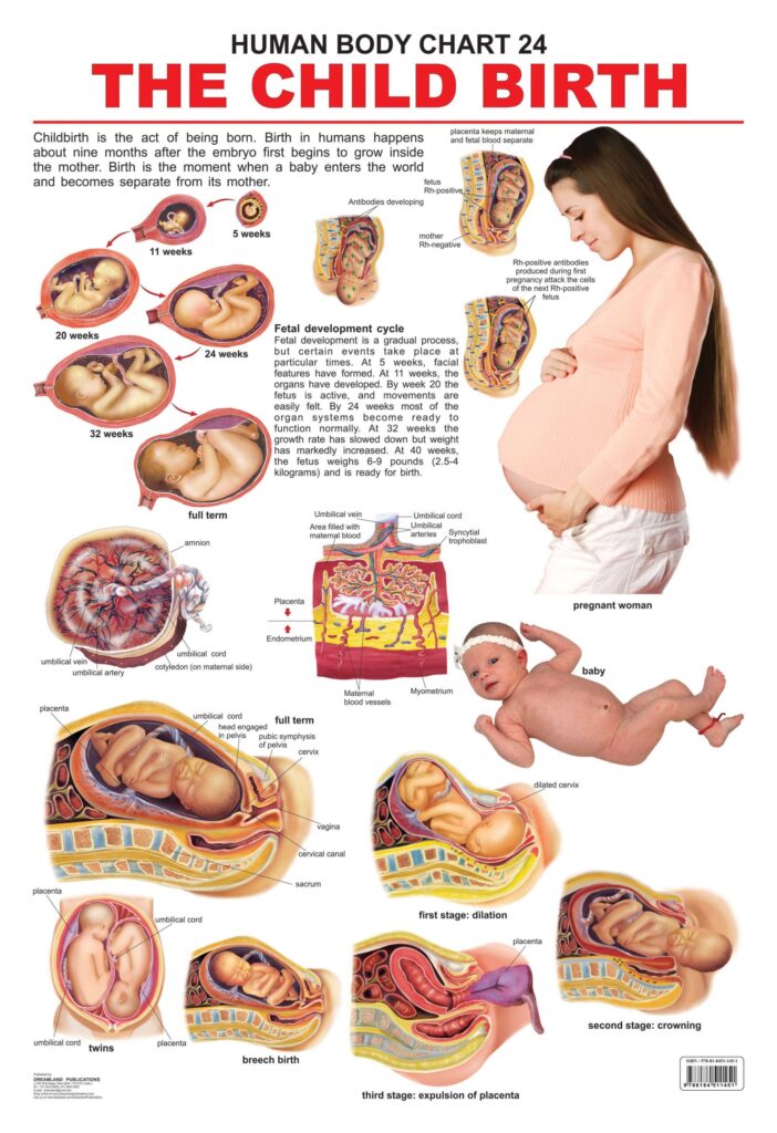 Time Childbirth Normal The Child Birth